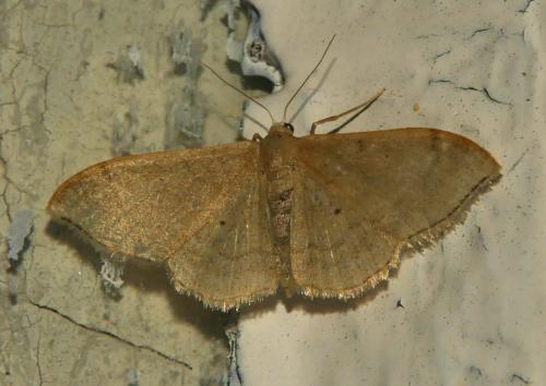Réf. 302 552 : Idaea degeneraria